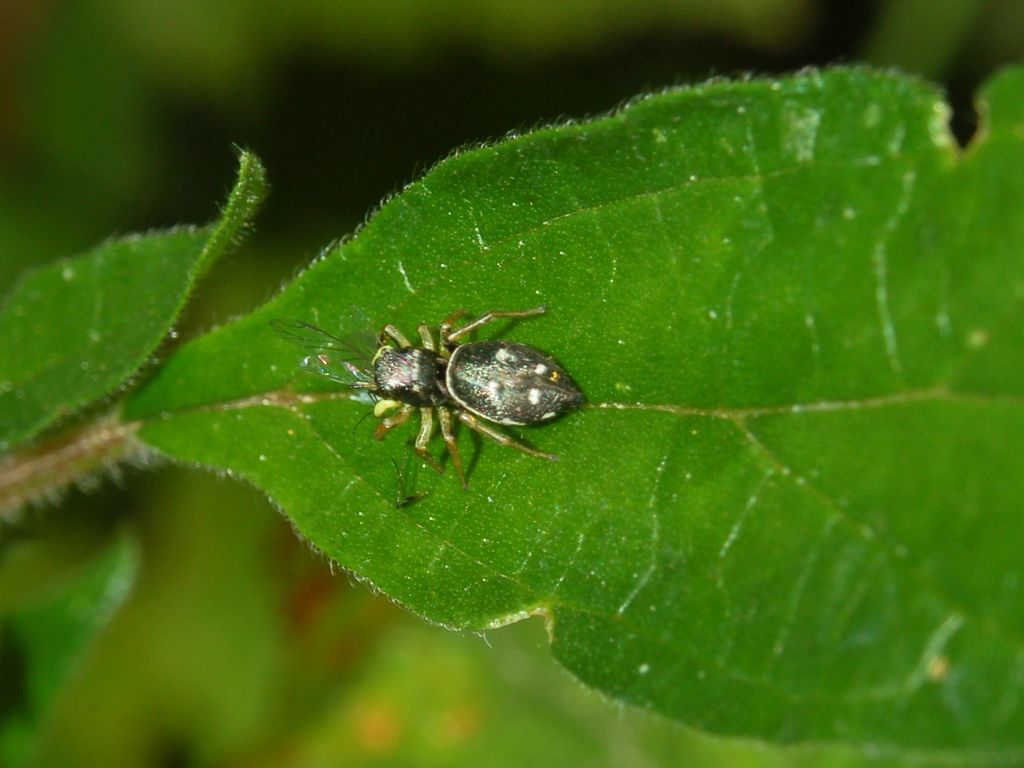 Heliophanus sp.